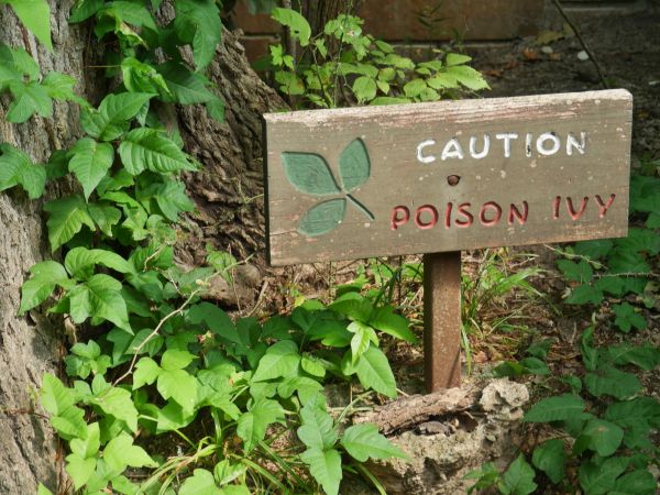 Poison Hemlock Removal