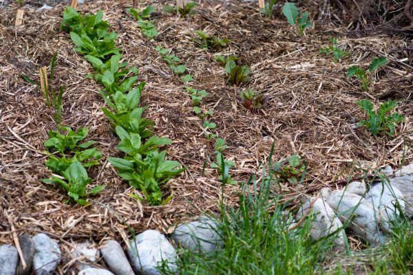 Mulch Service - Mulch Service Polk County, Florida