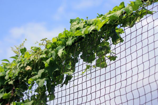 English Ivy Removal