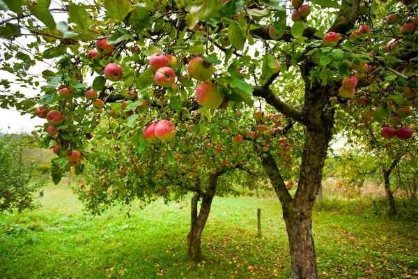 Fruit Pruning - Fruit Pruning Tomball, Texas