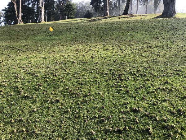 Aeration Service