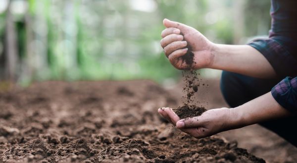 Backyard Gardening Service