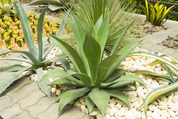 Agave Landscaping