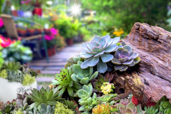 Floral Landscaping