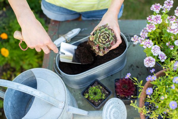 Succulent Garden Planting - Succulent Garden Planting Lubbock, Texas