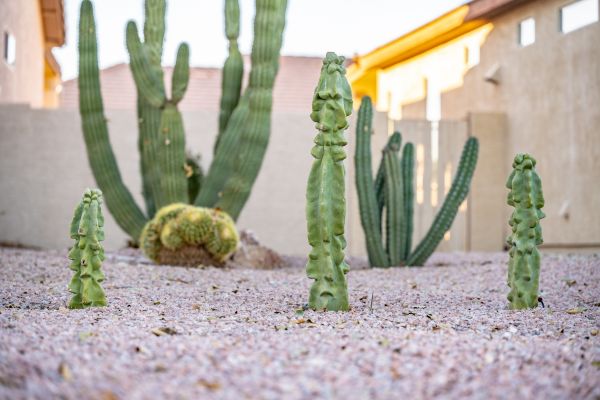 Arid Landscape Design
