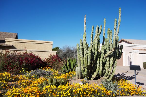 Desert Hardscape Service