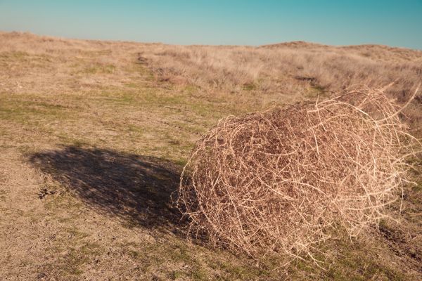 Tumbleweed Removal