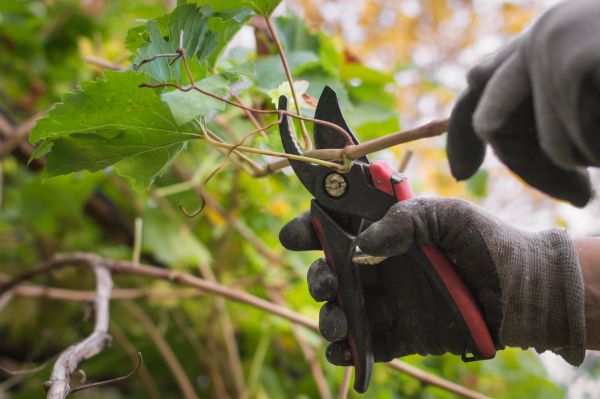 Grapevine Pruning
