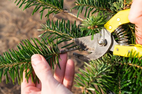 Pine Tree Pruning - Pine Tree Pruning Tomball, Texas