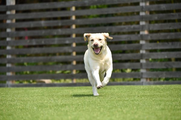 Pet Friendly Turf Installation - Pet Friendly Turf Installation New Smyrna Beach, Florida