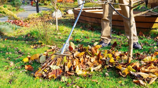 Landscaping Cleanup Service