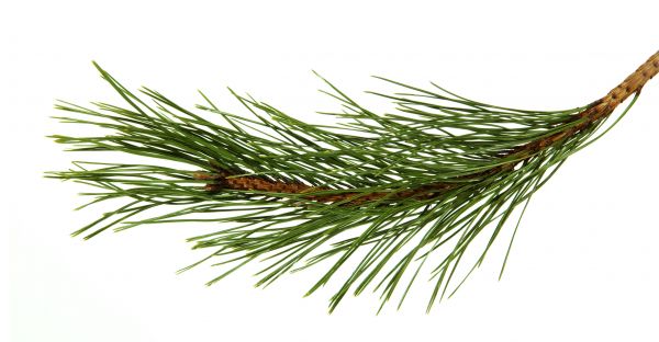 Pine Needles Installation - Pine Needles Installation West Jordan, Utah
