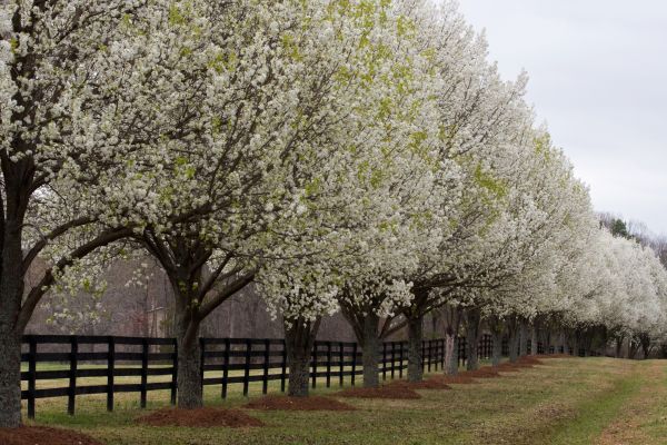 Bradford Pear Tree Removal - Bradford Pear Tree Removal Chesterfield, Virginia