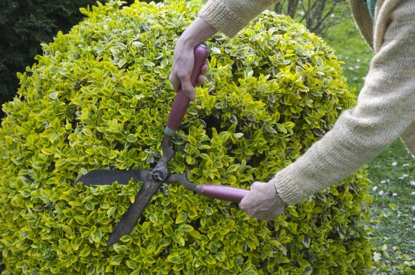 Shrubbery Maintenance - Shrubbery Maintenance Elkhart, Indiana