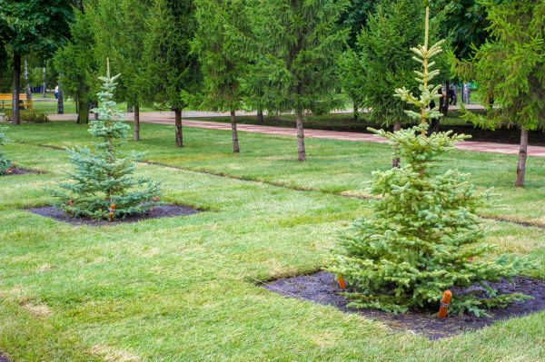 Privacy Trees Planting - Privacy Trees Planting West Des Moines, Iowa