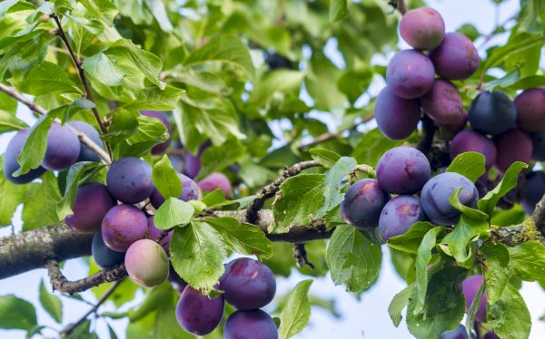 Plum Tree Pruning - Plum Tree Pruning Jonesboro, Arkansas