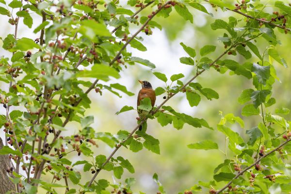 Mulberry Tree Removal - Mulberry Tree Removal Layton, Utah