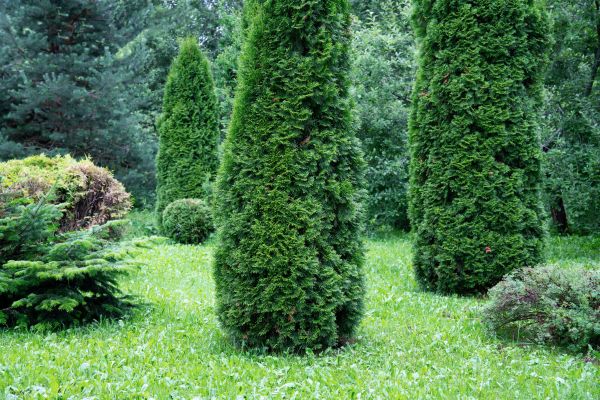 Juniper Bushes Removal - Juniper Bushes Removal Warwick, New York