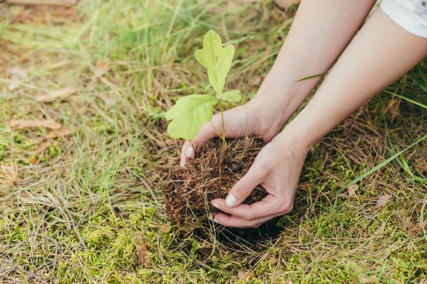 Oak Tree Planting - Oak Tree Planting Portland, Oregon