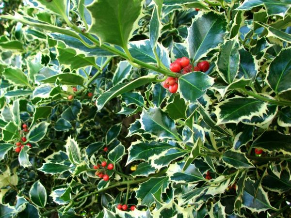 Holly Bushes Trimming - Holly Bushes Trimming League City, Texas