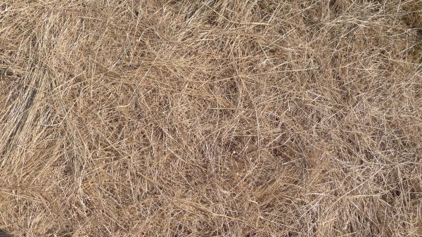 Pine Straw Replacement - Pine Straw Replacement Woodstock, Georgia