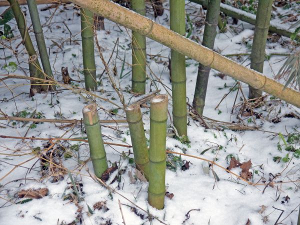 Bamboo Stump Removal - Bamboo Stump Removal Tucson, Arizona
