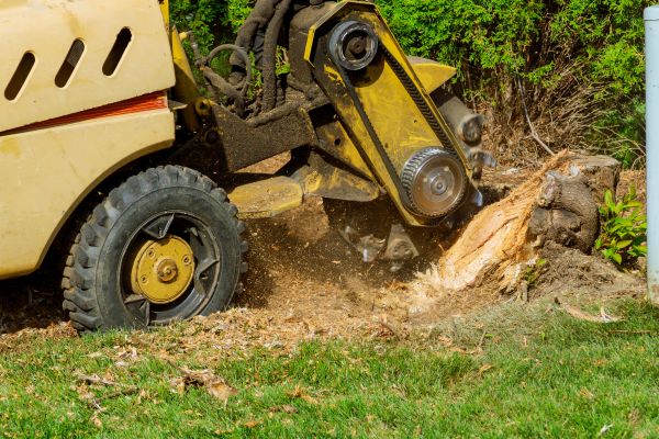 Bamboo Stump Clearing