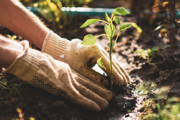 Arborvitae Planting