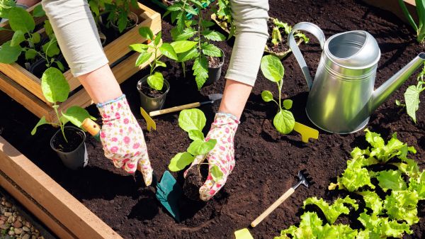 Flower Bed Clearing