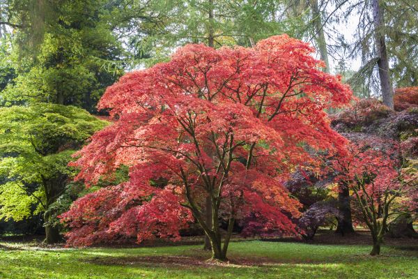 Japanese Maple Pruning - Japanese Maple Pruning Woodstock, Georgia