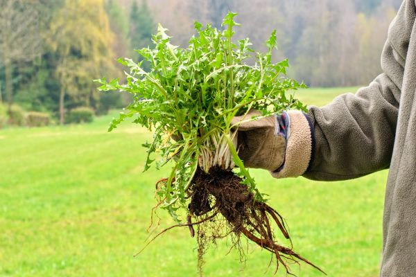 Weed Pulling