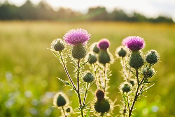 Flower Garden Weeding