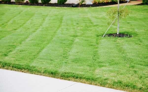 Grass Mowing