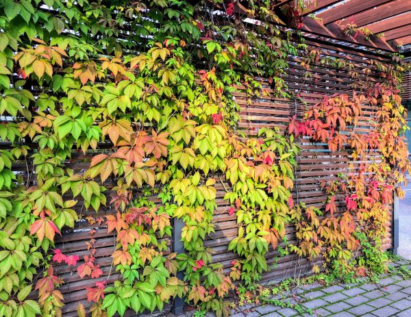 Buckthorn Elimination