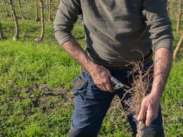 Stump Grinding Service
