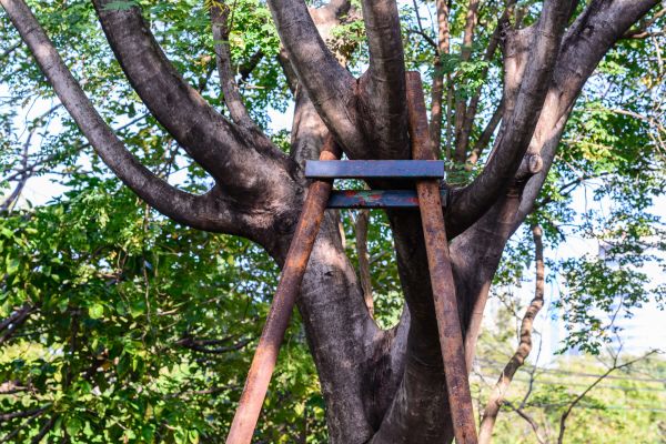Tree Arborist Service