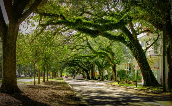 Tree Canopy Thinning - Tree Canopy Thinning Niceville, Florida