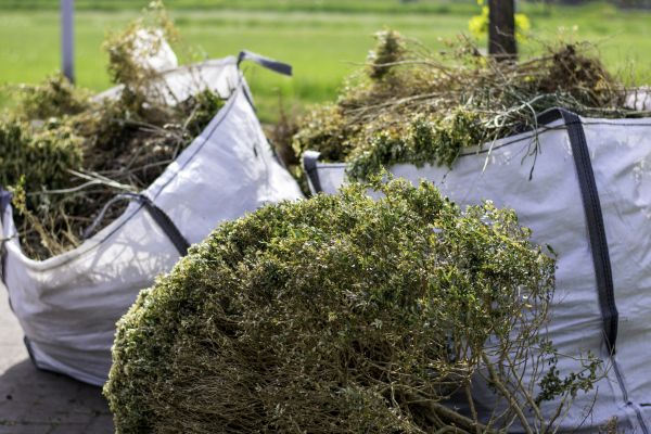 Shrubs Removal