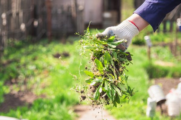 Bed Weeding - Bed Weeding Spokane, Washington