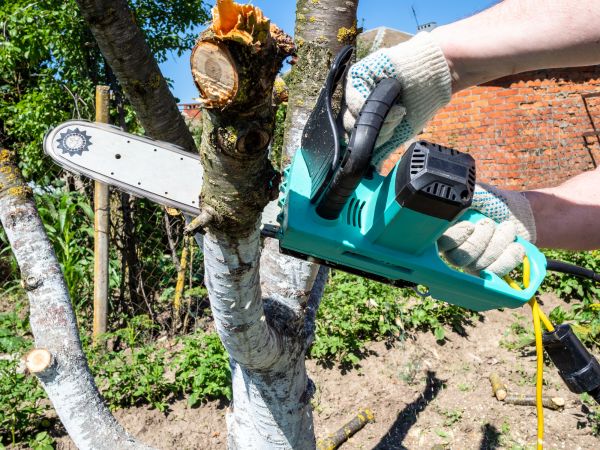 Apple Tree Removal