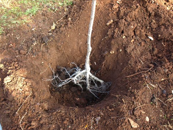 Bamboo Stump Removal