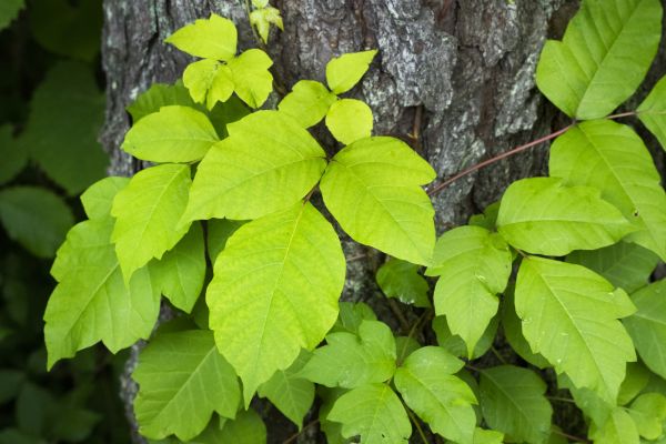 Poison Hemlock Removal