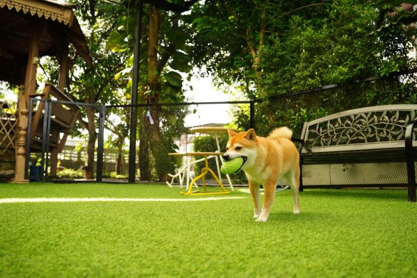 Artificial Grass Installation