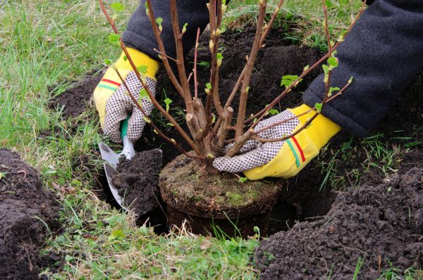 Gardening Service