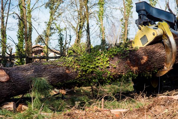 Ash Tree Pruning