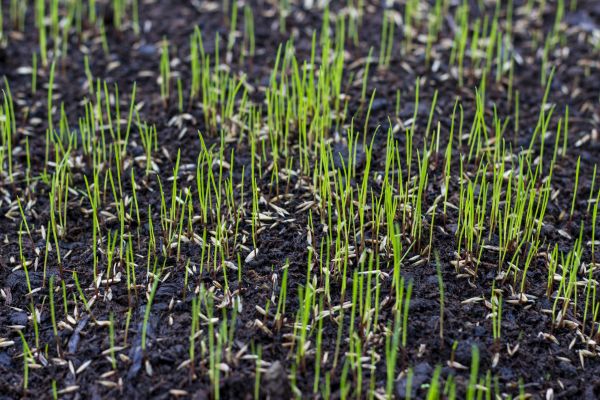 Commercial Lawn Fertilizing
