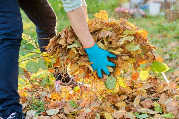 Leaf Debris Removal