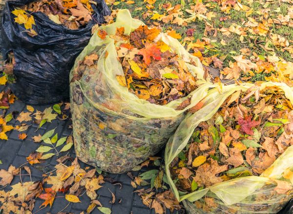 Autumn Leaf Removal