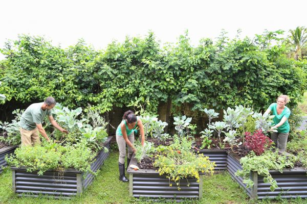Community Garden Care
